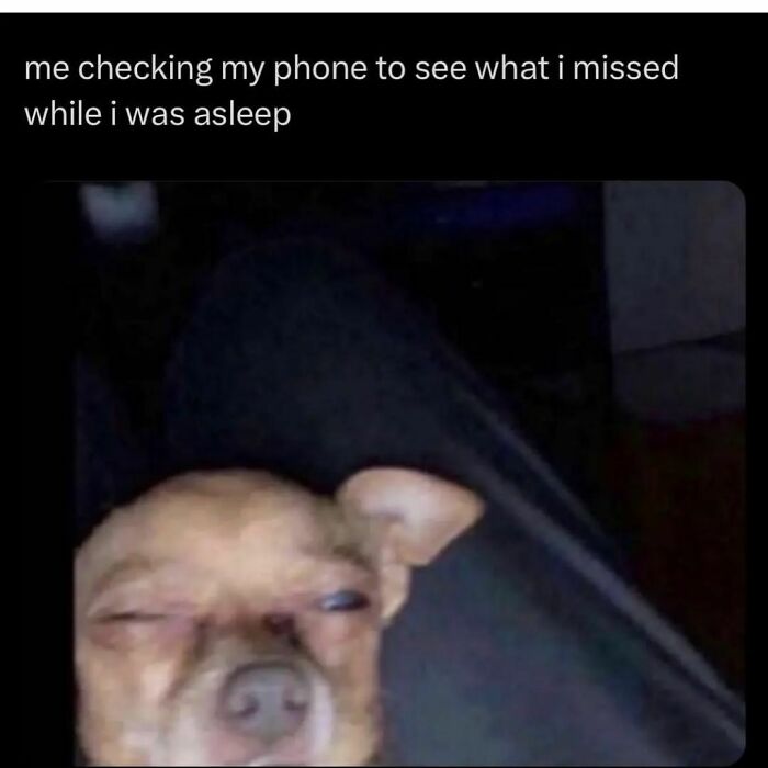 Funny sleepy dog meme showing a squinting dog checking phone, perfect for hilarious memes to save your day.