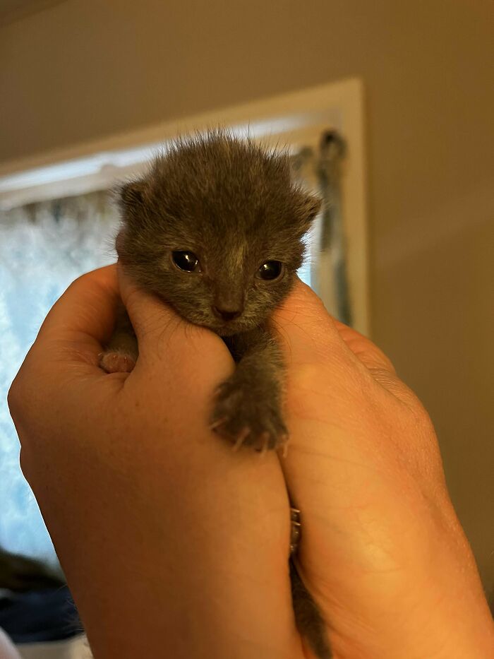 Tiny gray kitten with sharp claws held gently in human hands, looking adorable yet fierce.