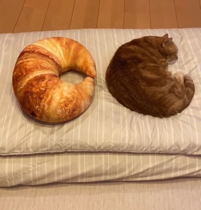 Croissants Have Just Been Baked