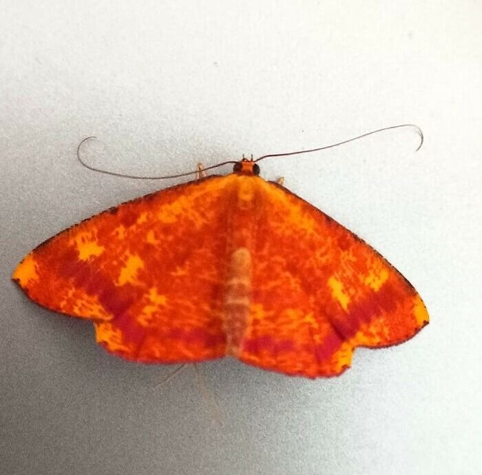 Forbidden Flying Dorito