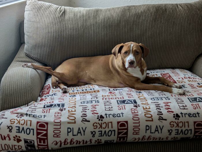Derpy dog lying stretched out on a couch covered with a playful dog-themed blanket indoors.
