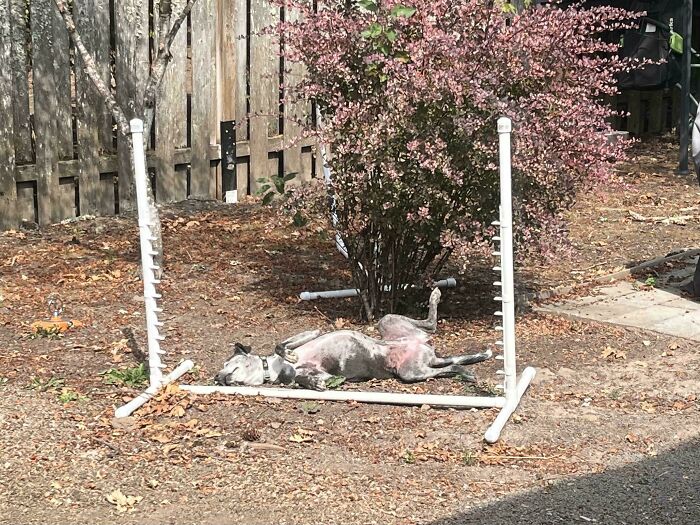 Derpy dog lying awkwardly on its back in a yard next to an empty agility jump setup on dry ground.