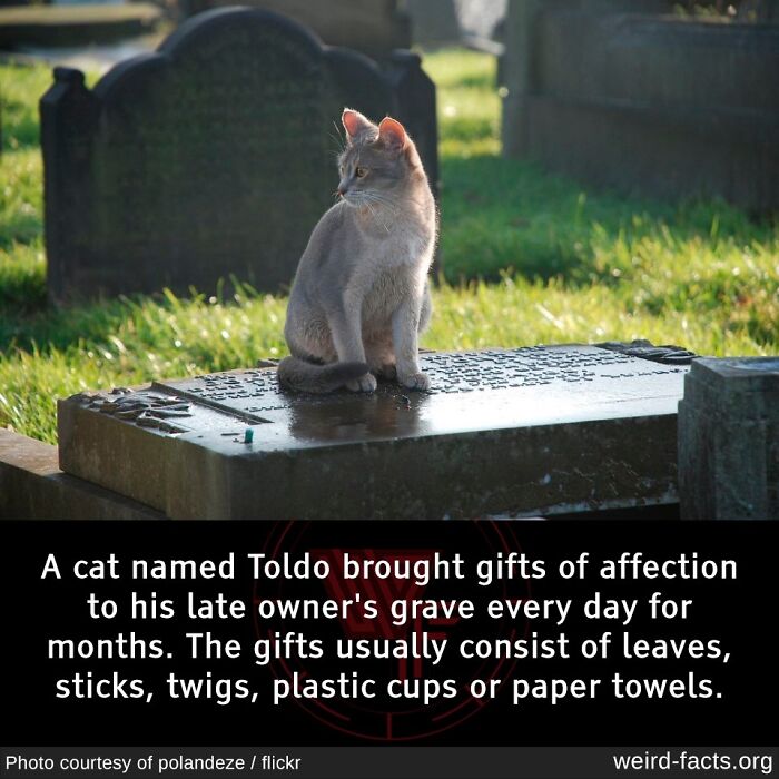 Cat sitting on a grave, illustrating a fascinating and amusing fun fact about gifts left at a late owner’s grave.