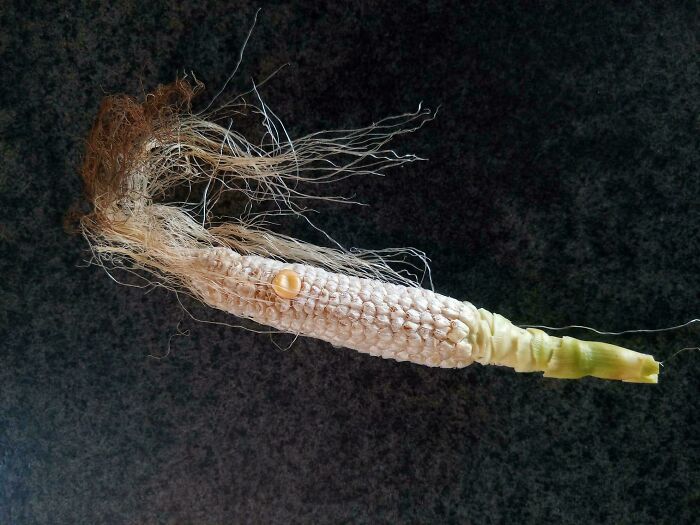 Failed gardening attempt with a single corn kernel on a cob.
