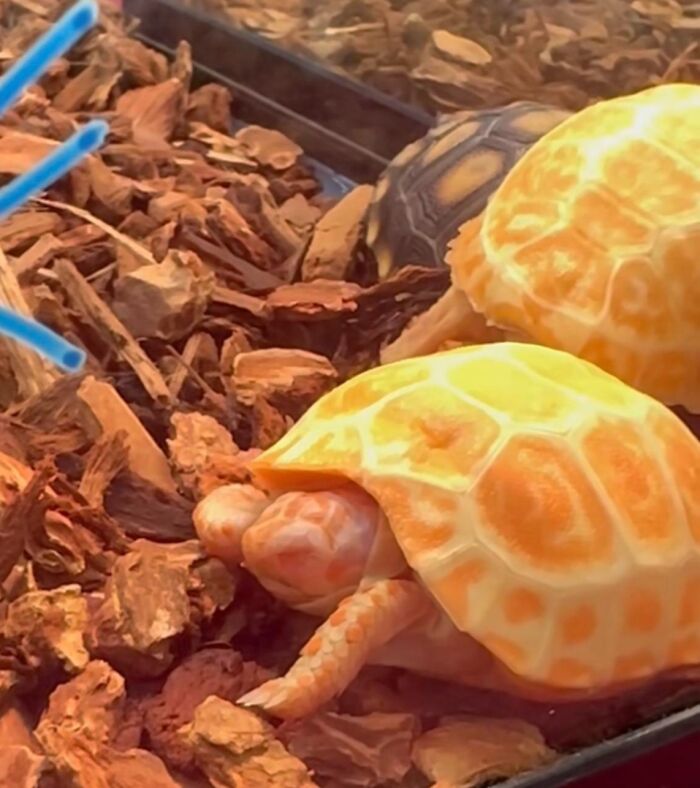 Forbidden Peeled Oranges