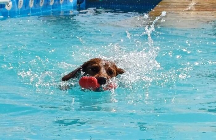 Meet Maple. 11 Months Old At Her First Swim. A Red Labradoodle, Carrying A Red Squeaky Bone