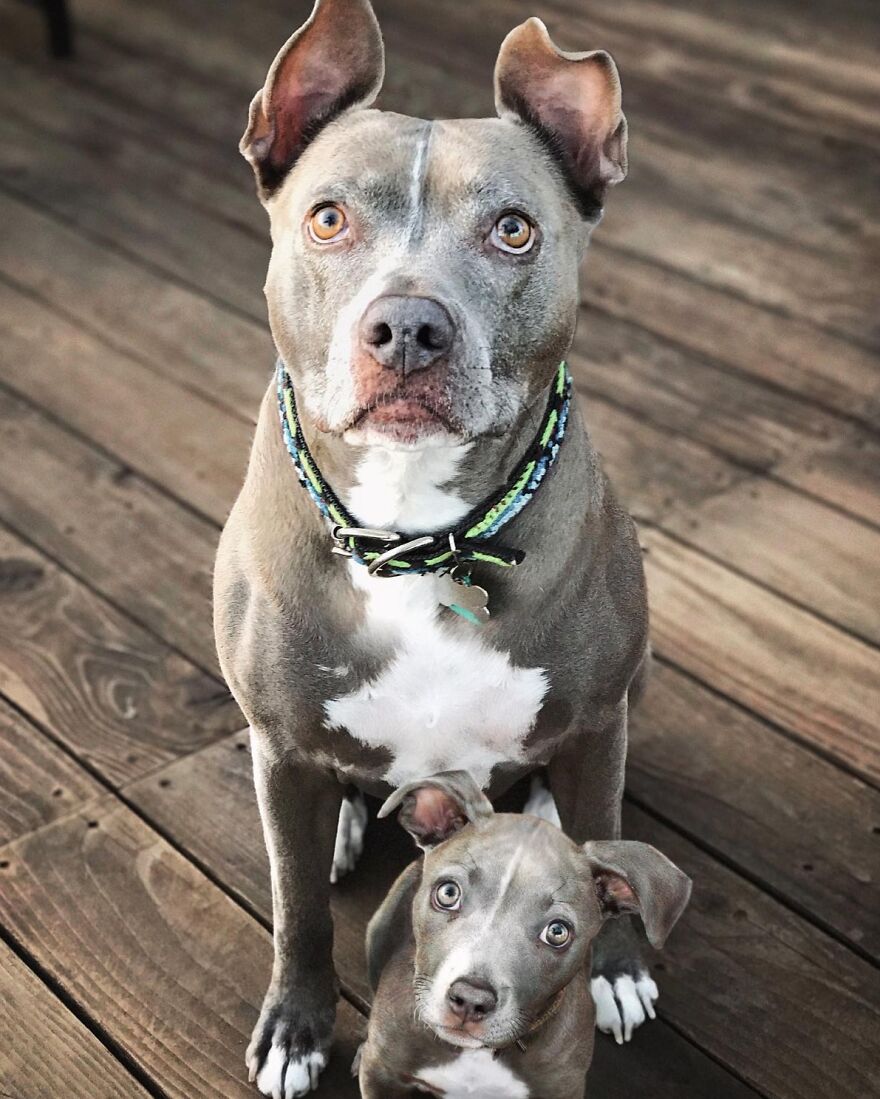 Two animals meet their puppy selves in adorable photo edits, showing a dog and its puppy sitting on wooden flooring.