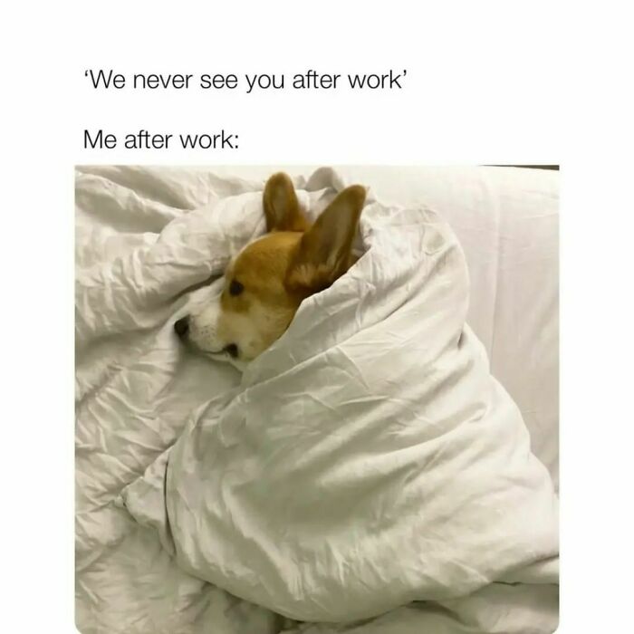 Corgi wrapped in a blanket lying in bed, illustrating a hilarious meme about staying in after work.