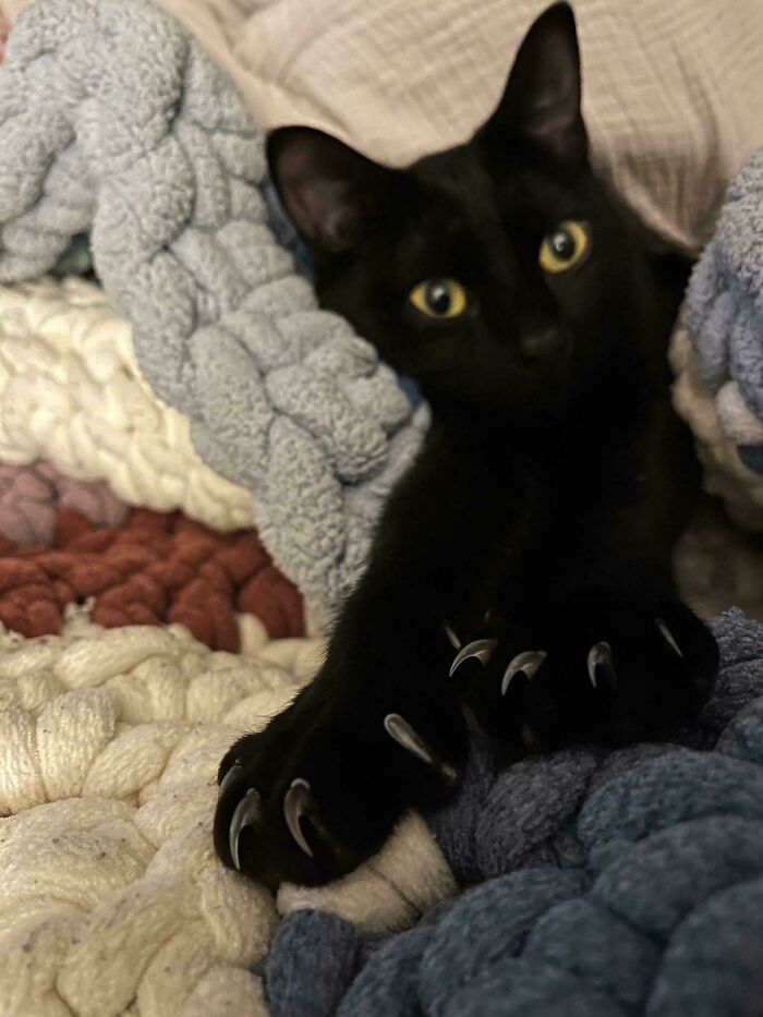 Black cat with sharp claws resting on a cozy knitted blanket, looking both adorable and scary.