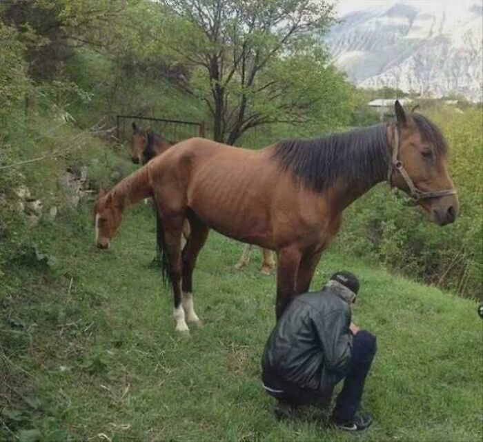 Confusing pic of a horse standing over a person crouching in the grass, creating an optical illusion.