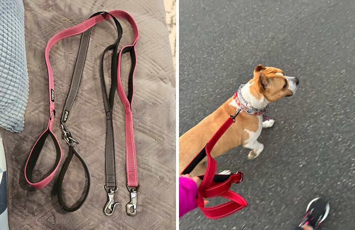 Keep Your Pet Safe From Hidden Hazards