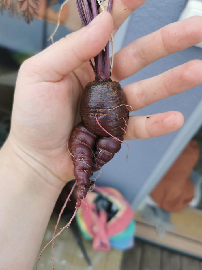 A hand holding a small, oddly shaped carrot, illustrating a gardening attempt without a mighty harvest.