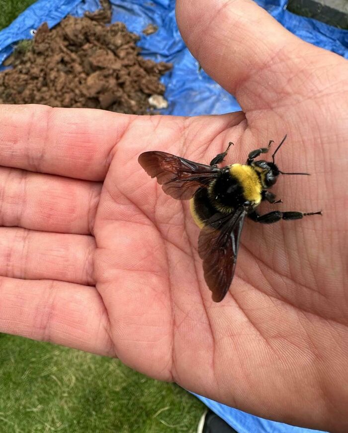 Absolute Unit Of A Bumblebee