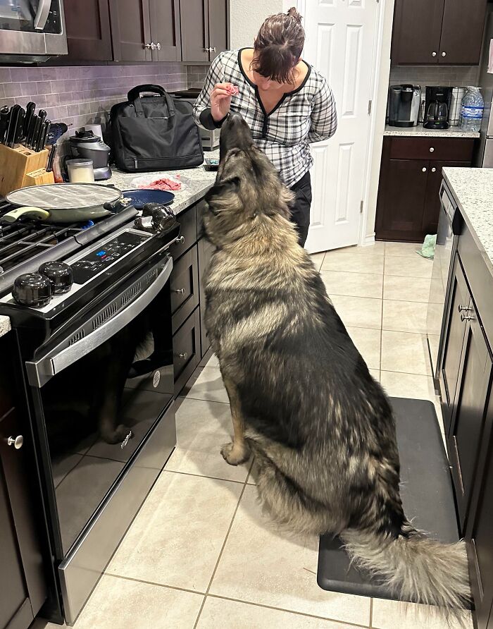 Family Protection Dog