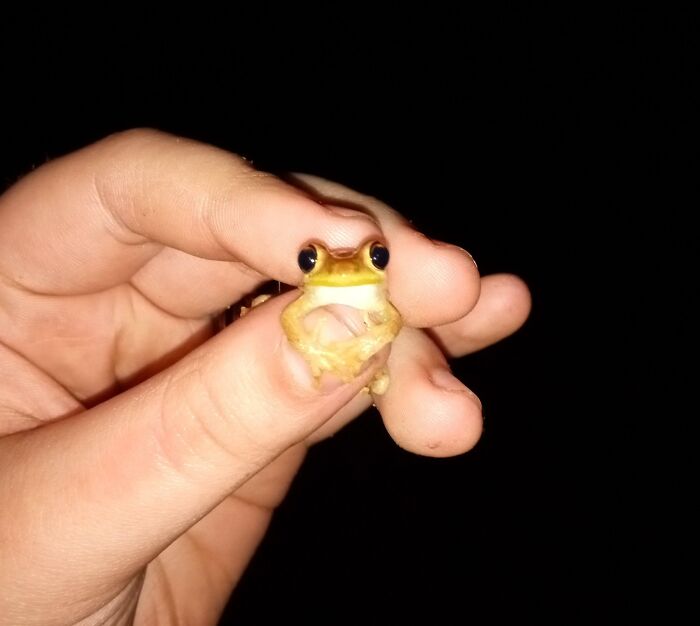 I Found This Little Dude Outside. It's Just Too Cute