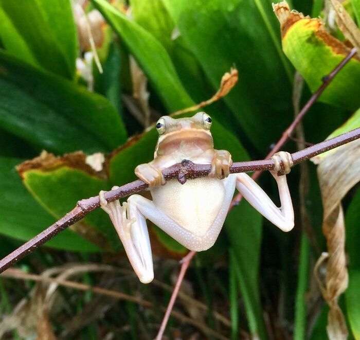 A Frog In My Yard Let Me Admire Its Feet