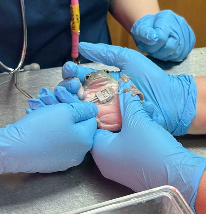 My Frog’s First Trip To The Vet