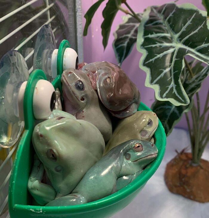 Do Your Frogs Like To Huddle Together Too?