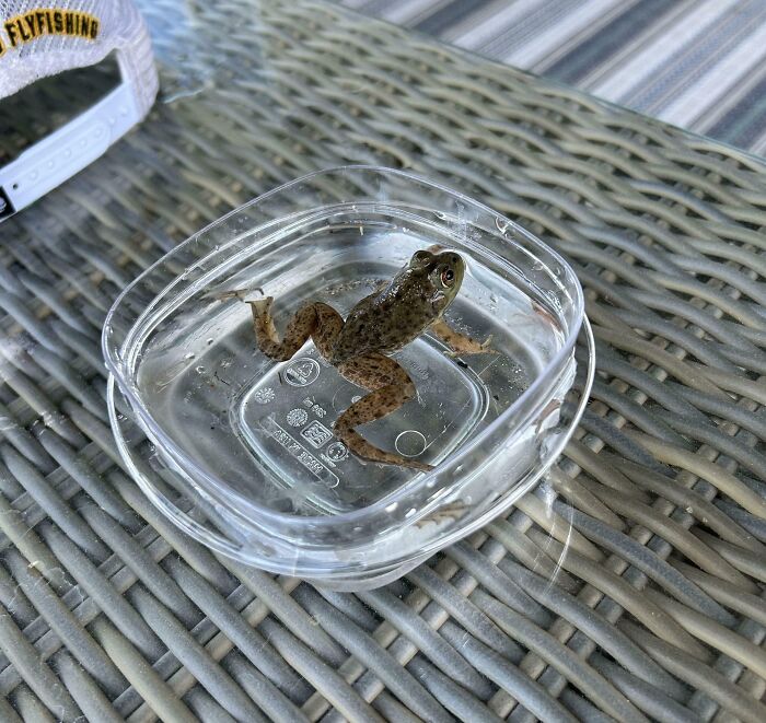 Left A Bowl Of Water Out Overnight On Accident And Found A Frog Was Just Chilling In It