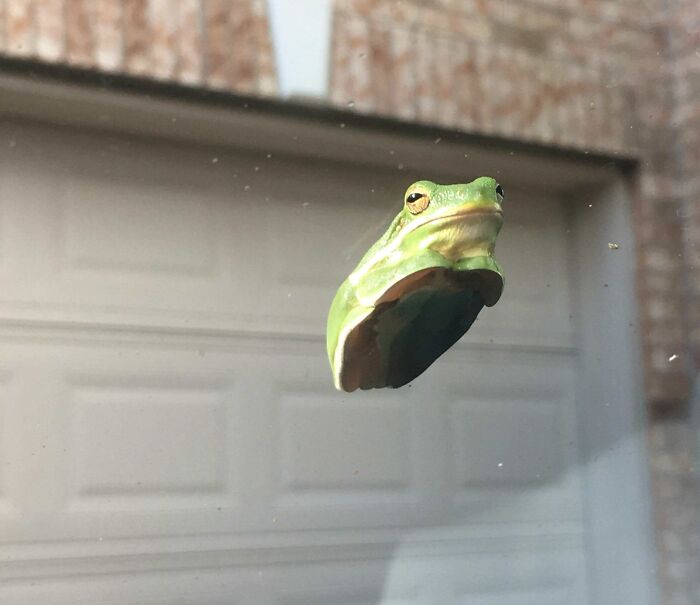 Windshield Frog