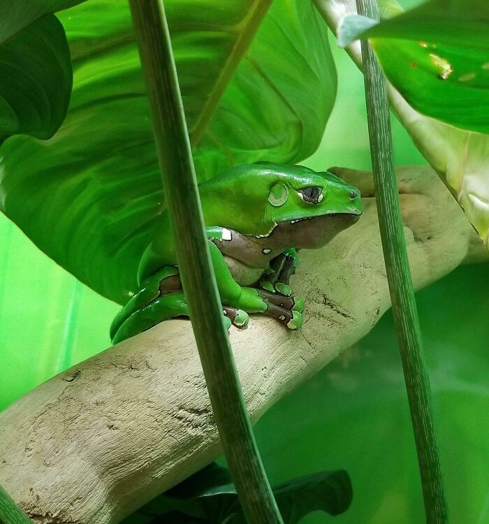 Found The World's Saddest Frog At The Montreal Biodome