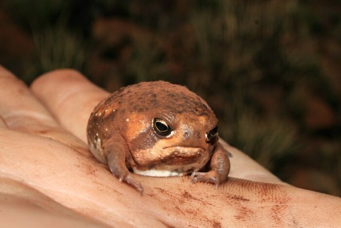 I Heard You Like Grumpy Cat, I Raise You Grumpy Frog