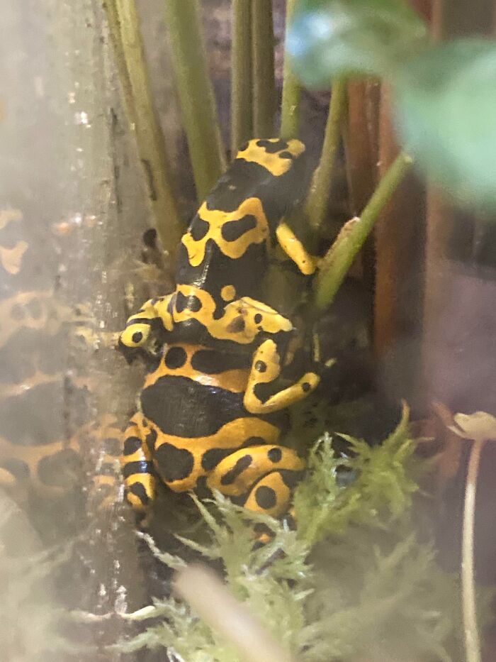 My Dart Frogs Being Weirdos