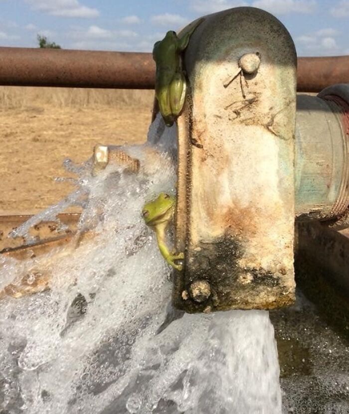When The Frogs Find The Ultimate Water Source