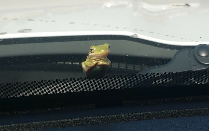 This Frog Was Chilling (And Judging Us) On Our Windshield For A Good 15 Minutes In A Slow Traffic