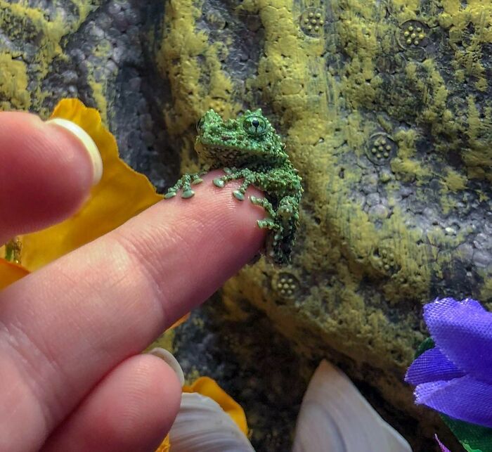 Tiny Vietnamese Mossy Tree Frog