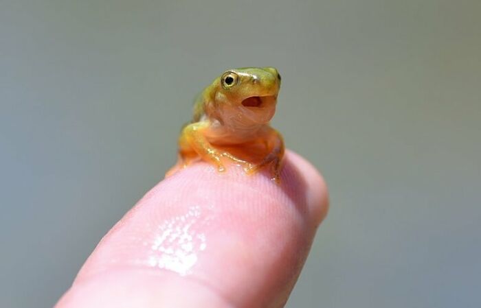 When Tadpoles Metamorphose Into Frogs, They Cease Breathing With Gills And Start Breathing With Lungs. (Pictured - A Young Frog Gasping For Air, As It Learns To Use Its Lungs)