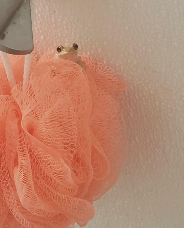 This Is My Shower Frog! He's Been Living In This Loofah Since Early November. I Didn't Have The Heart To Put Him Outside Because It Got Cold, But Now I Like Him Too Much To Get Rid Of Him