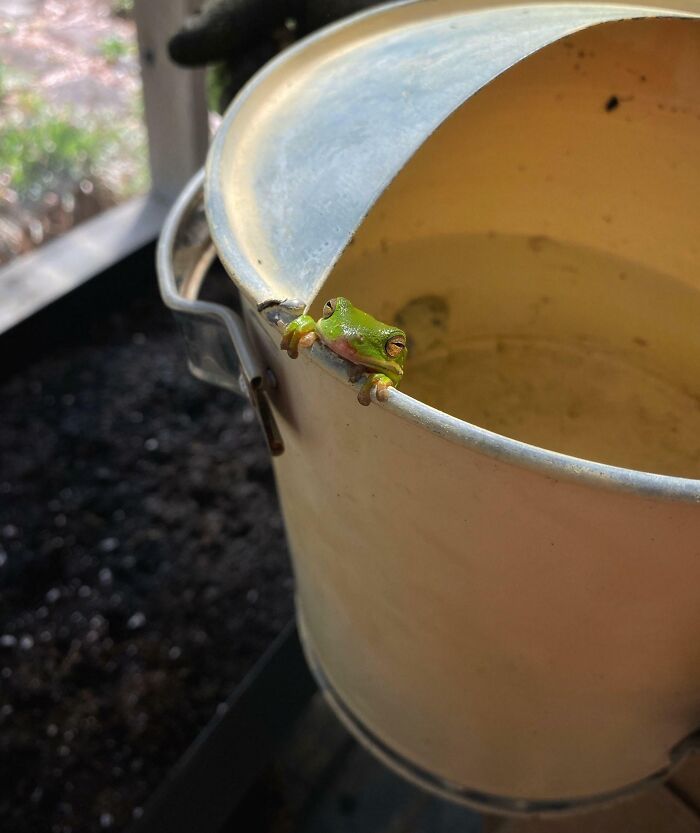 This Frog Moved Into Our Watering Can Last Summer. Came Out To Say Hi In Spring While Watering Our Herbs