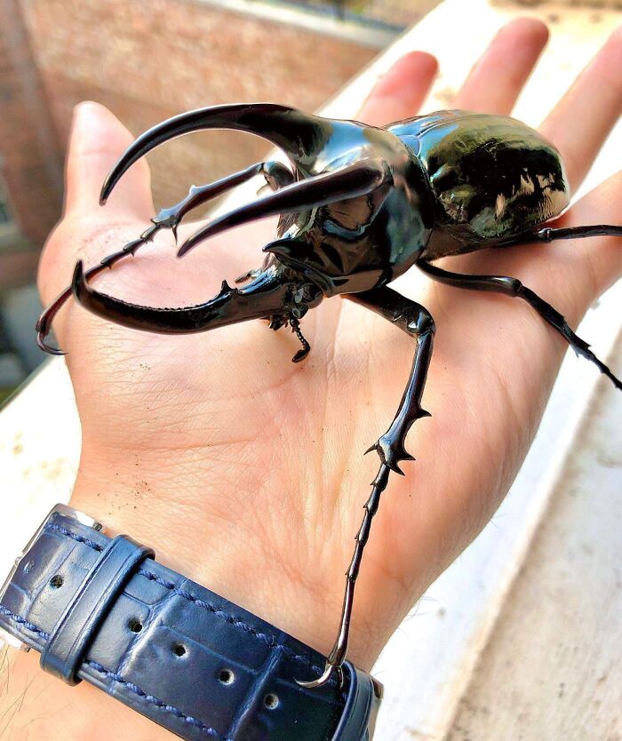 Absolute Rhino Beetle