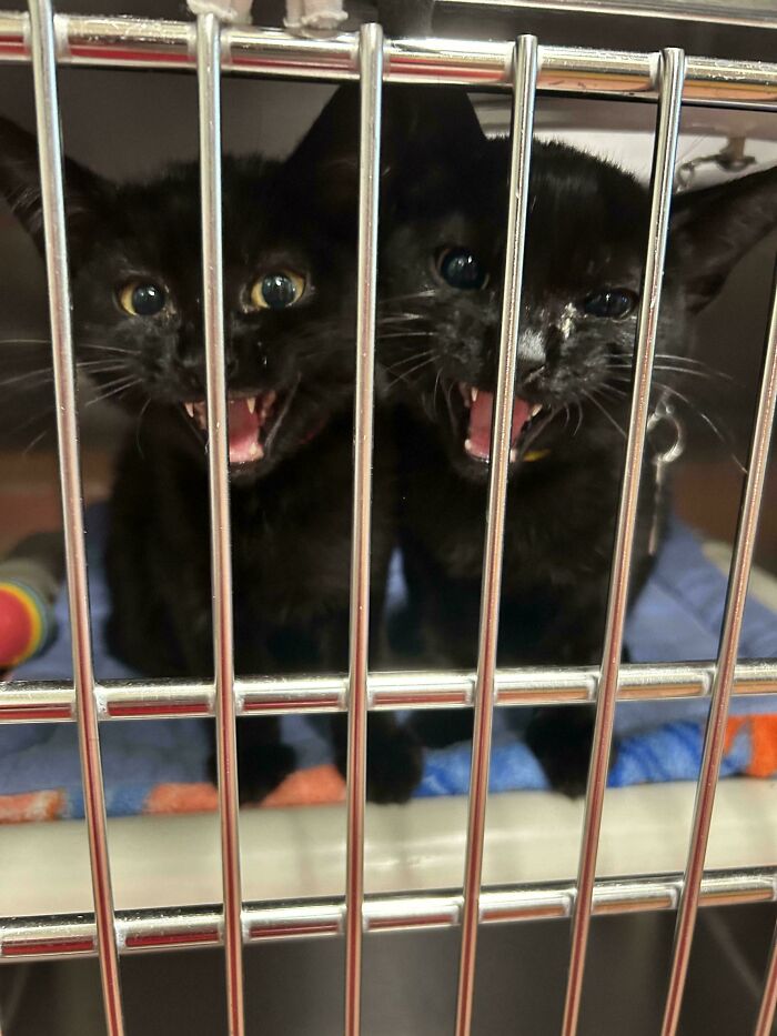 Two black cats meowing dramatically behind bars, showcasing their playful antics.