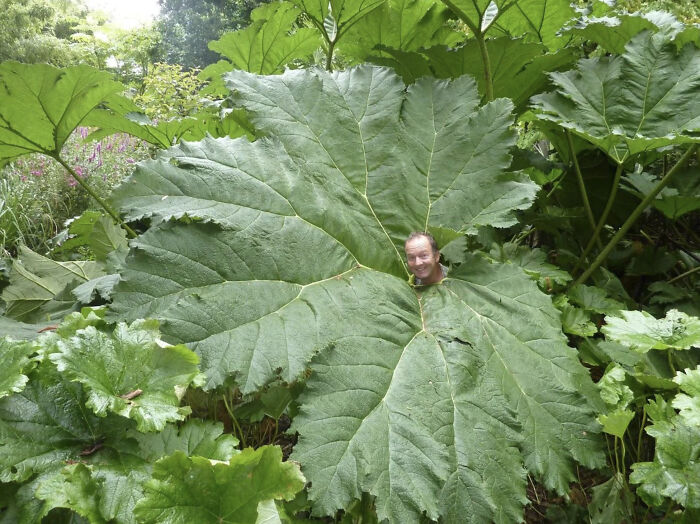 Man peeking through an enormous green leaf among gigantic plants, a striking image for megalophobia fear triggers.