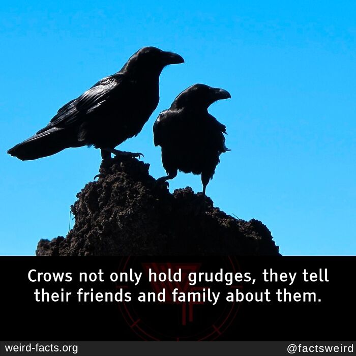 Two crows perched on a rock with a fun fact about crows holding grudges and sharing with others.
