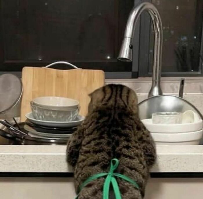 Cat wearing a green ribbon apron standing on the sink countertop with dishes and faucet in the background.