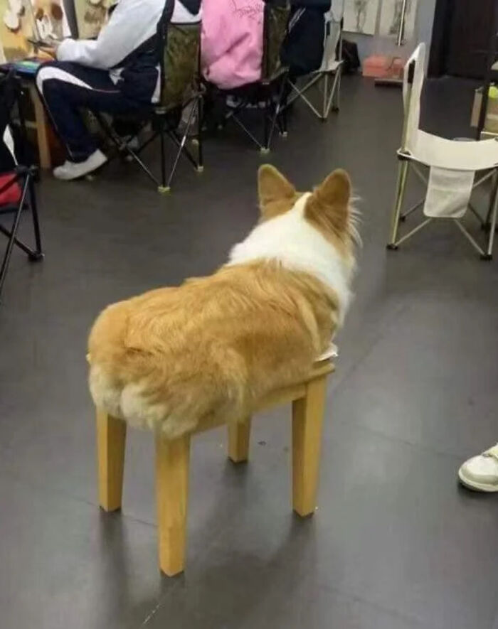 Confusing pic of a corgi that appears as part of a fur-covered stool, requiring a double take to understand.