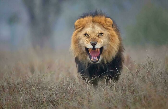 Lion roaring in the wild, showcasing the awe-inspiring power of nature.