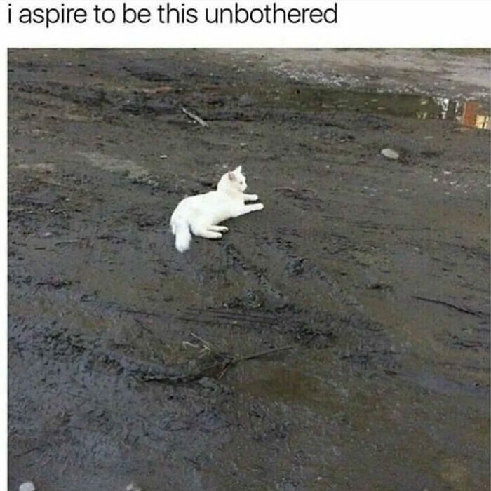 White cat relaxed on a muddy field, embodying unbothered vibes.