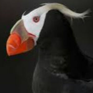 maryjaneschramm avatar