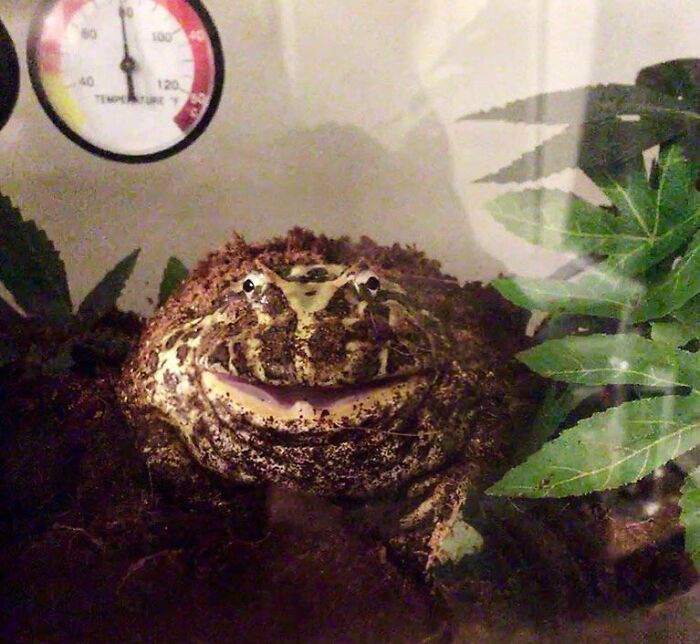 This Is My Frog Fred Getting Excited For His Food
