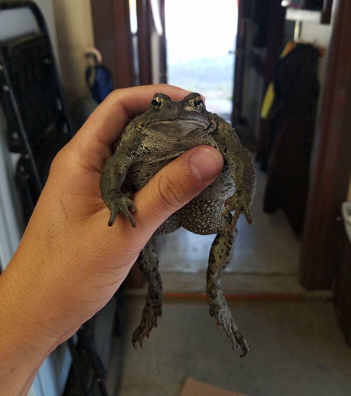 This Toad Looks Like He Wants Pictures Of Spiderman