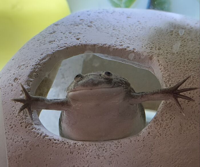 Will You Give Oolong A Hug?