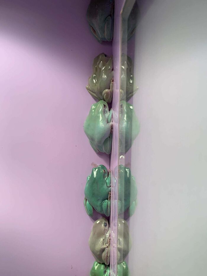 The Frogs I Saw At A Friend's House, They Were Amazing