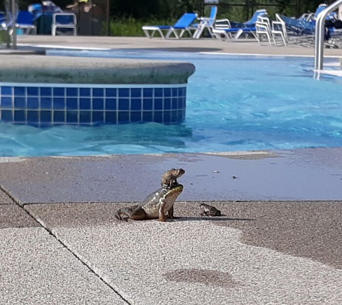 A Toad On A Frog's Head At My Local Waterpark