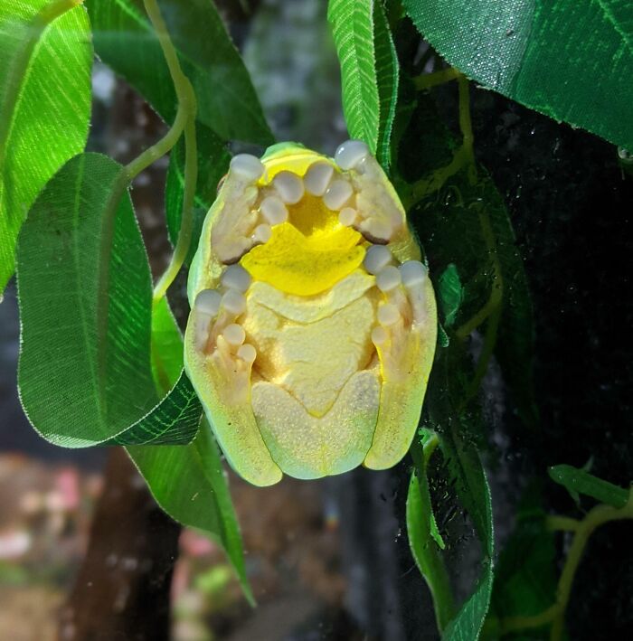 Underside Of A Frog I Took Today
