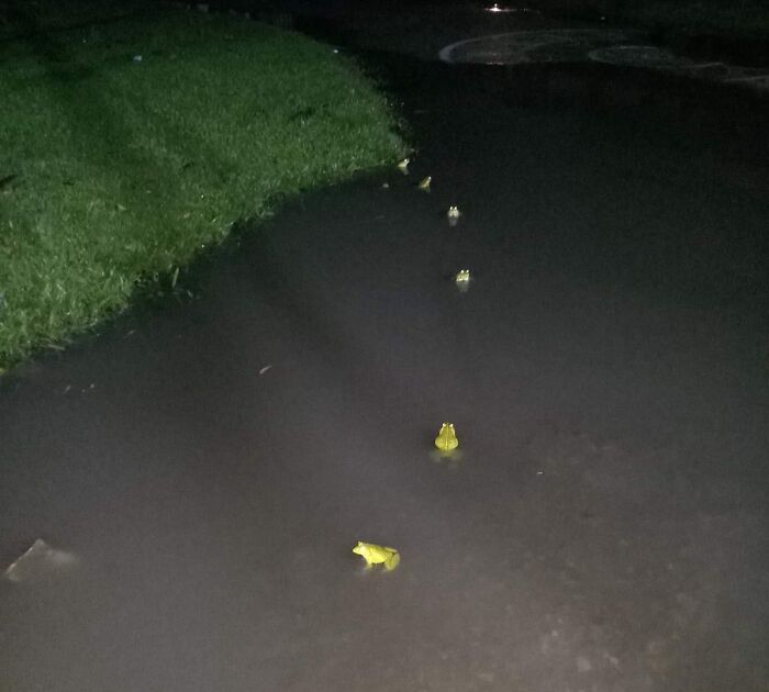 These Yellow Frogs Forming A Line After A Heavy Rainfall
