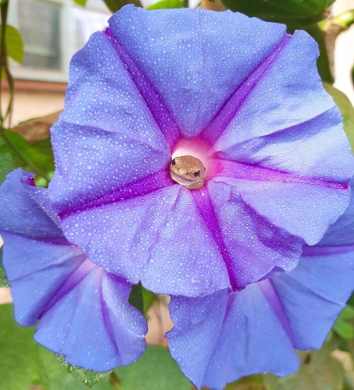 Little Froggo Has A Beautiful Home